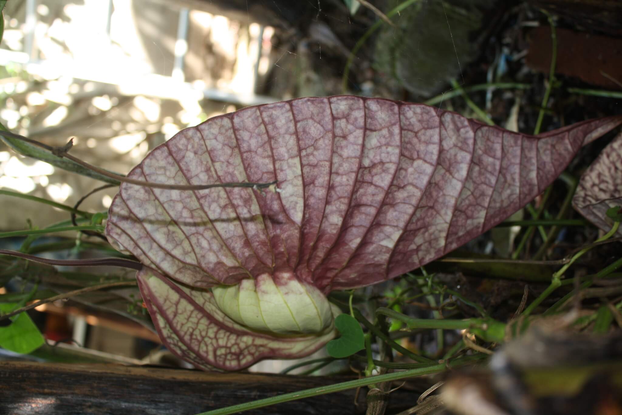 Aristolochia grandiflora